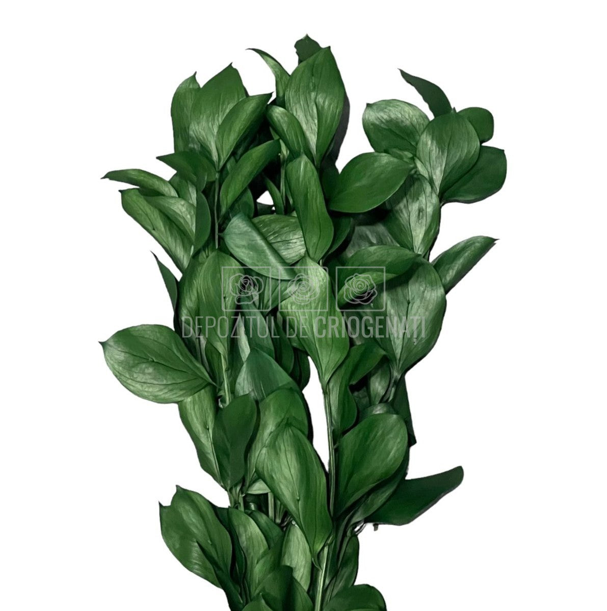 Ruscus Verde (Buchet Criogenat) - DepozituldeCriogenati.ro