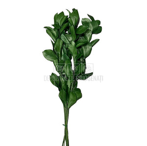 Ruscus Verde (Buchet Criogenat) - DepozituldeCriogenati.ro