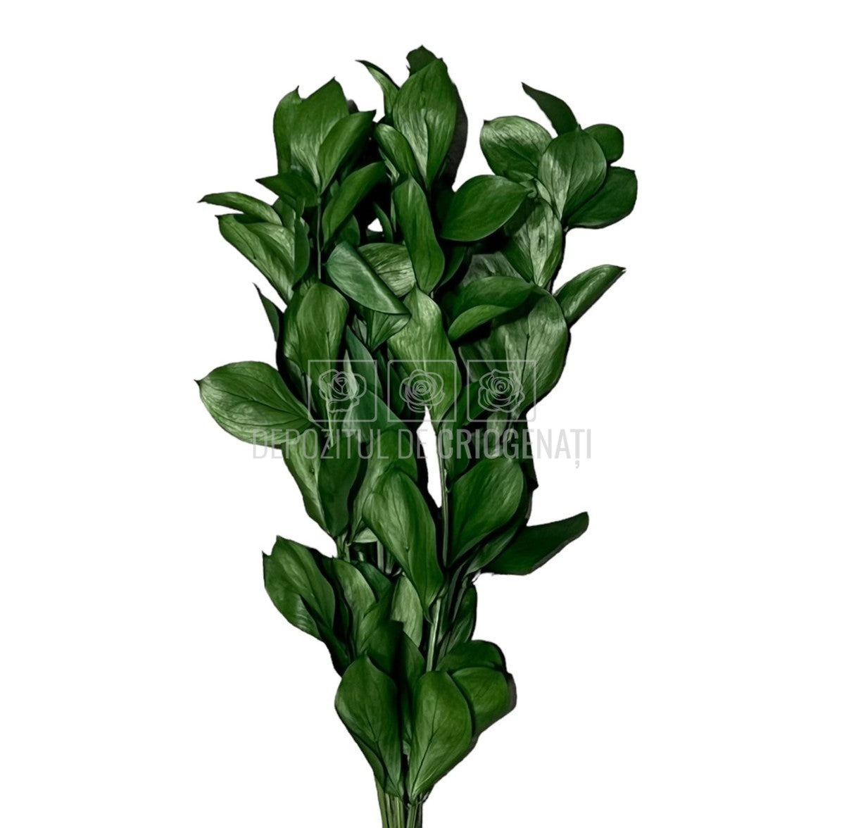 Ruscus Verde (Buchet Criogenat) - DepozituldeCriogenati.ro