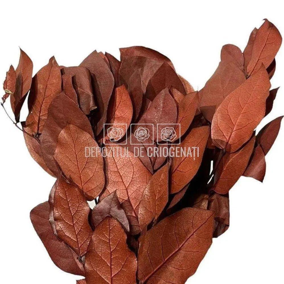 Salal Bordeaux (Buchet Criogenat) - DepozituldeCriogenati.ro