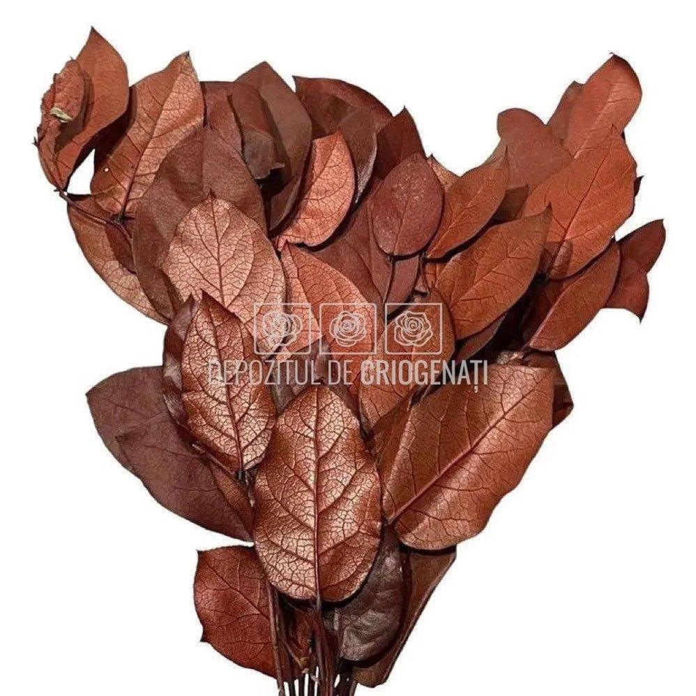 Salal Bordeaux (Buchet Criogenat) - DepozituldeCriogenati.ro