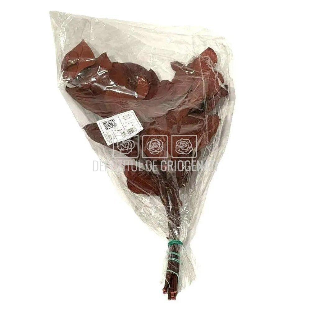 Salal Bordeaux (Buchet Criogenat) - DepozituldeCriogenati.ro