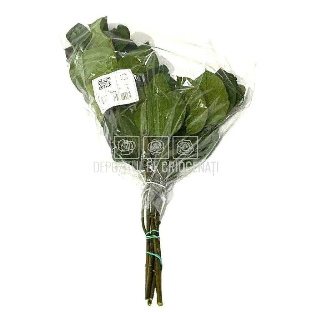 Salal Verde (Buchet Criogenat) - DepozituldeCriogenati.ro