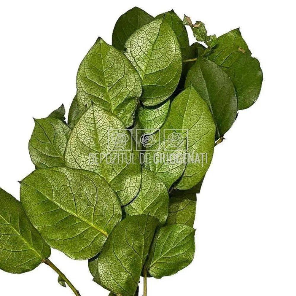 Salal Verde (Buchet Criogenat) - DepozituldeCriogenati.ro