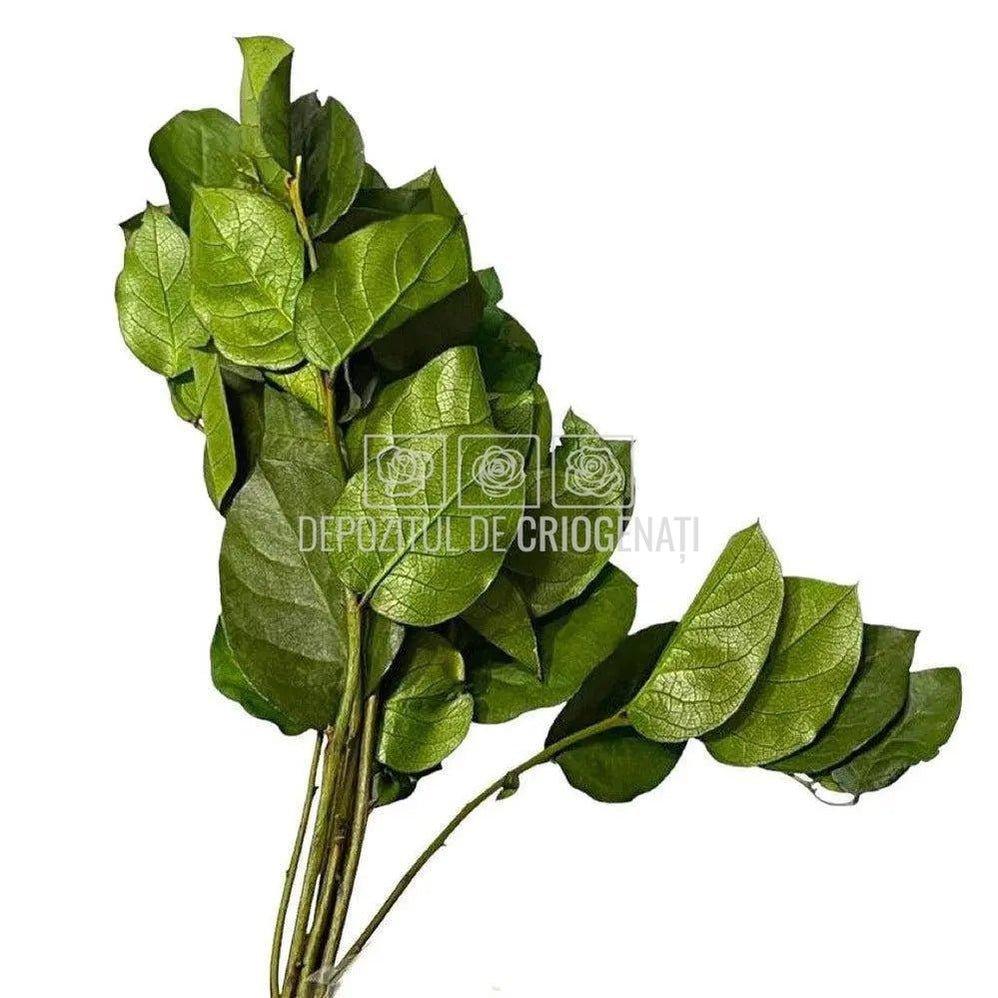 Salal Verde (Buchet Criogenat) - DepozituldeCriogenati.ro