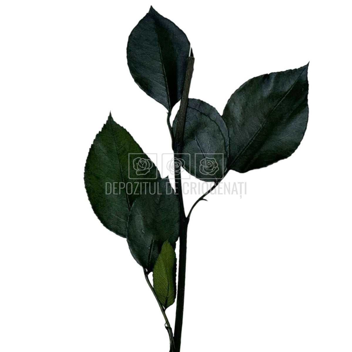 Set 5 Cozi Criogenate RoseAmor 20cm pt Trandafiri Criogenati