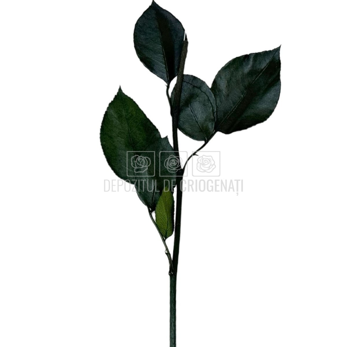 Set 5 Cozi Criogenate RoseAmor 20cm pt Trandafiri Criogenati