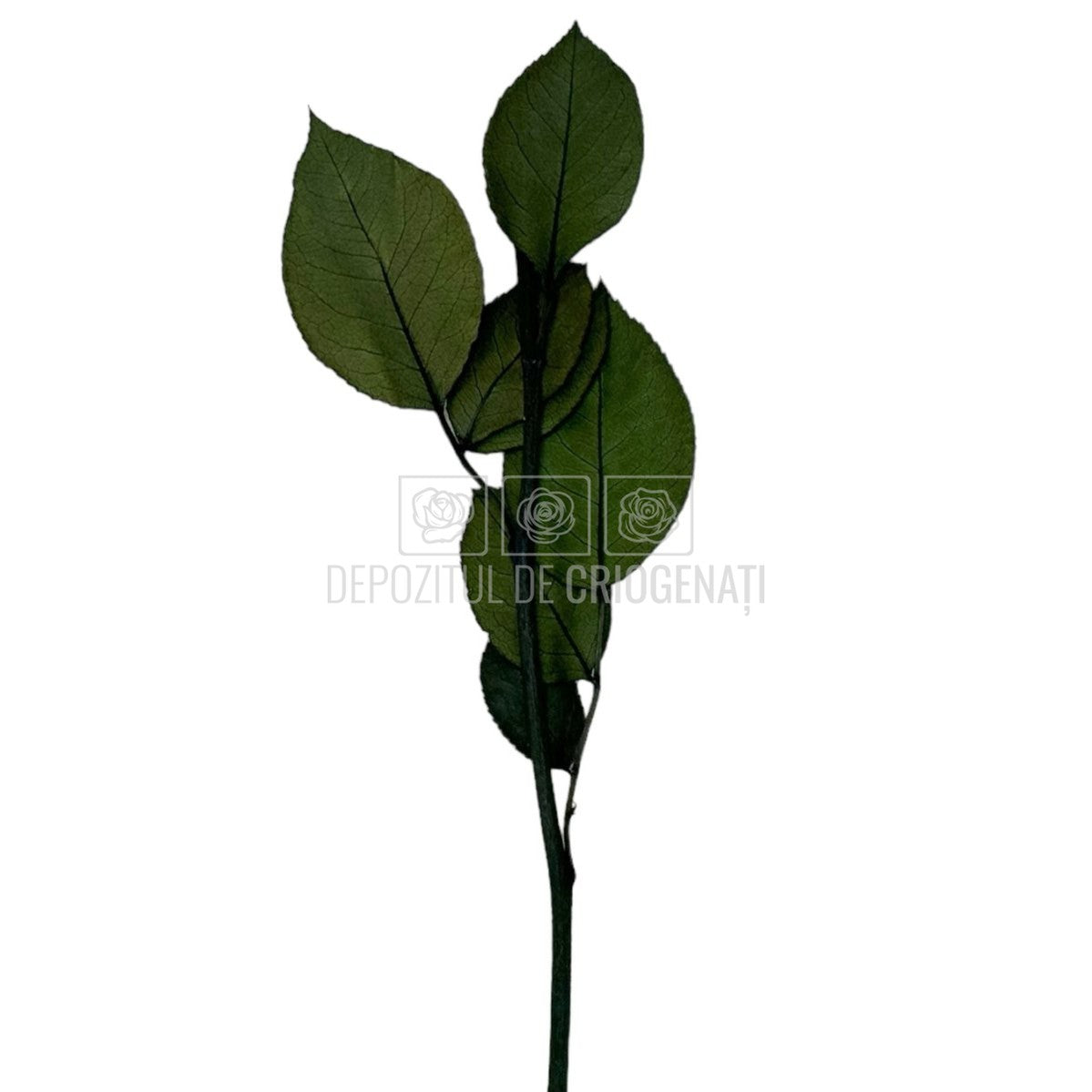 Set 5 Cozi Criogenate RoseAmor 20cm pt Trandafiri Criogenati