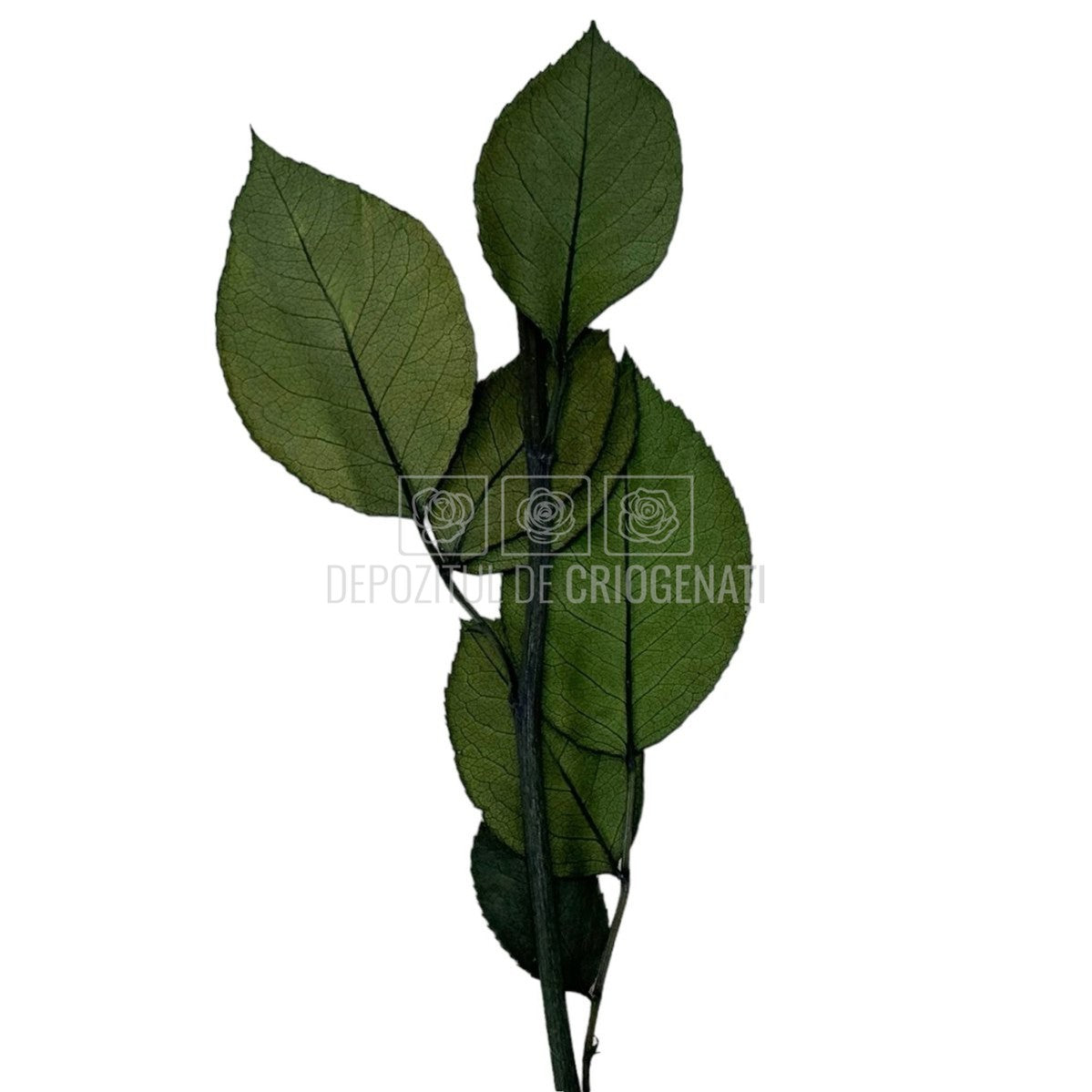 Set 5 Cozi Criogenate RoseAmor 20cm pt Trandafiri Criogenati