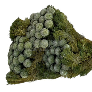 Tenuifolium Pitosporum Verde (Buchet Criogenat)