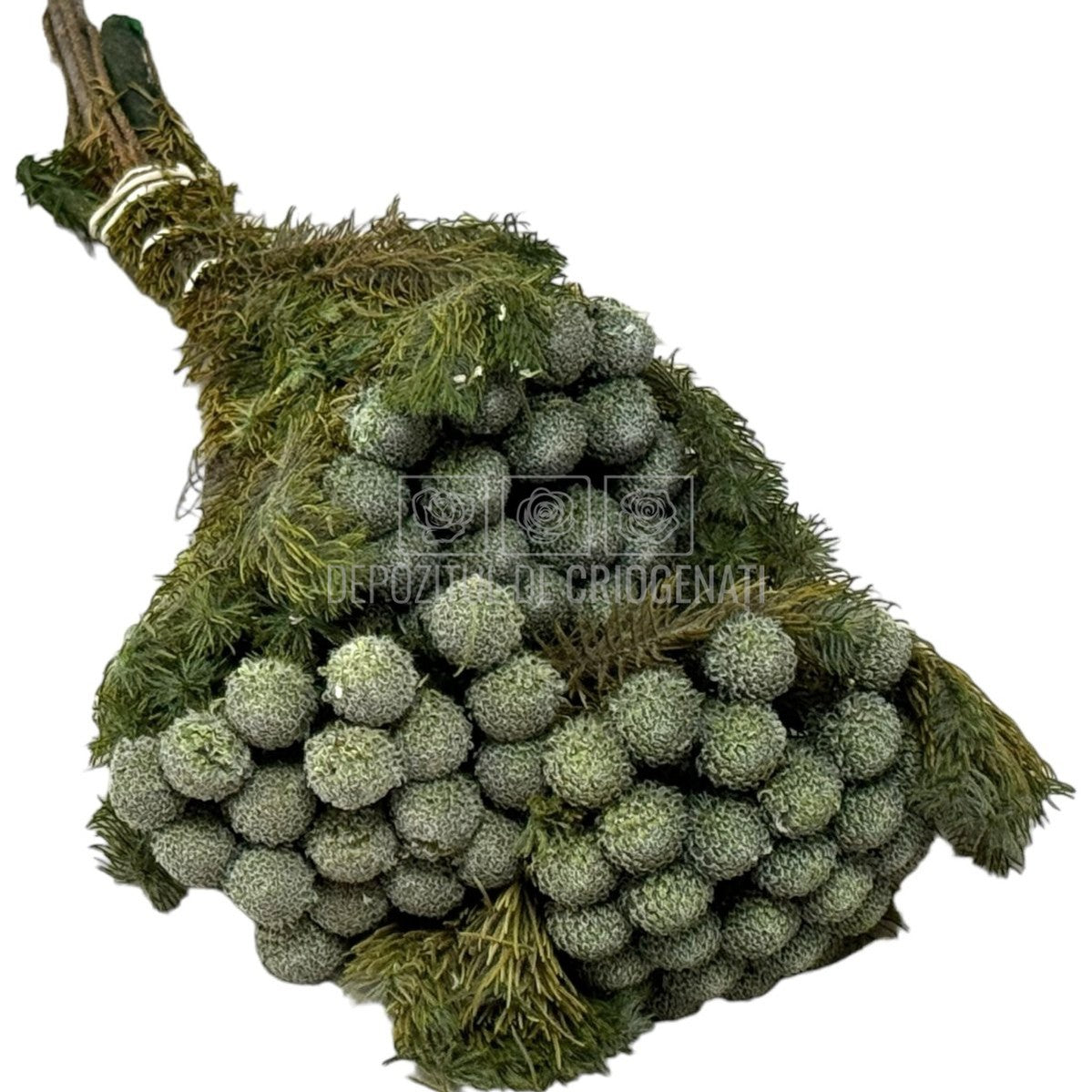 Tenuifolium Pitosporum Verde (Buchet Criogenat)