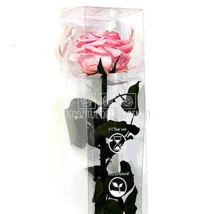 Trandafir AMOROSA PREMIUM PASTEL PINK (Ø6,5-8,5cm) - DepozituldeCriogenati.ro