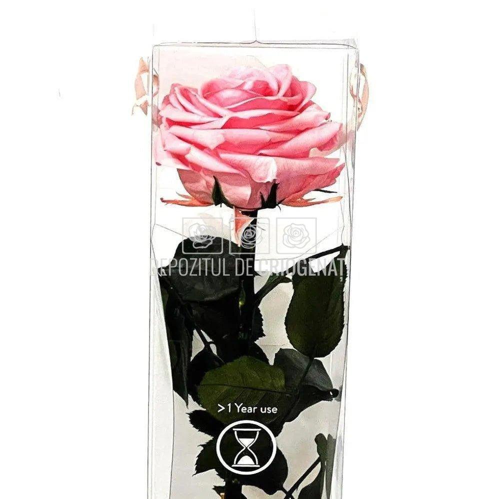 Trandafir AMOROSA PREMIUM PASTEL PINK (Ø6,5-8,5cm) - DepozituldeCriogenati.ro