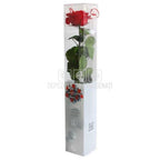 Trandafir AMOROSA PREMIUM RED (Ø6,5-8,5cm, 1 buc) - DepozituldeCriogenati.ro