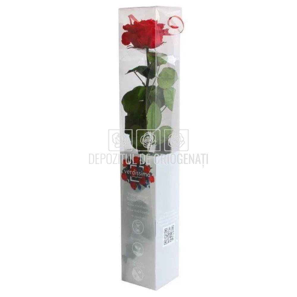 Trandafir AMOROSA PREMIUM RED (Ø6,5-8,5cm, 1 buc) - DepozituldeCriogenati.ro