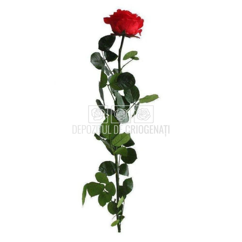 Trandafir AMOROSA PREMIUM RED (Ø6,5-8,5cm, 1 buc) - DepozituldeCriogenati.ro