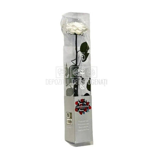 Trandafir AMOROSA PREMIUM WHITE (Ø6,5-8,5cm, 1 buc) - DepozituldeCriogenati.ro