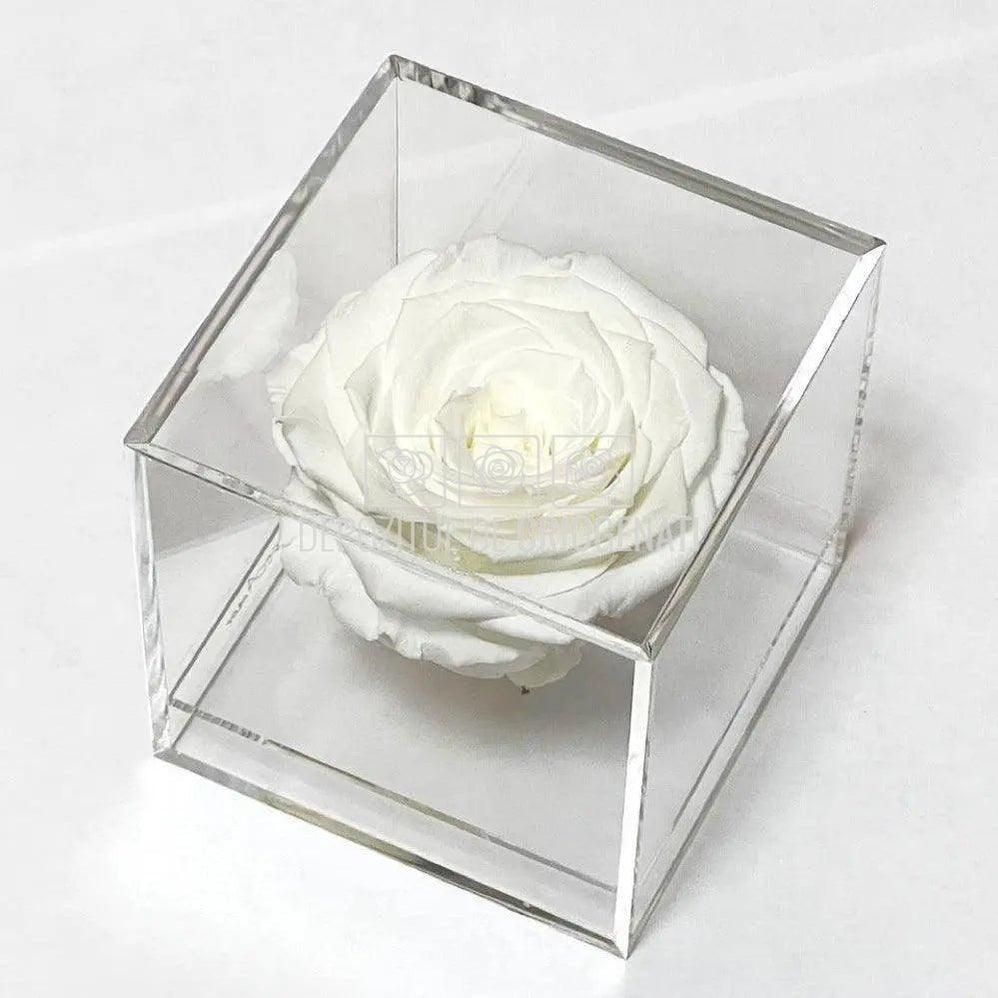 Trandafir Criogenat Alb (Ø6cm) in Cutie Cadou (9x9x9cm) - DepozituldeCriogenati.ro
