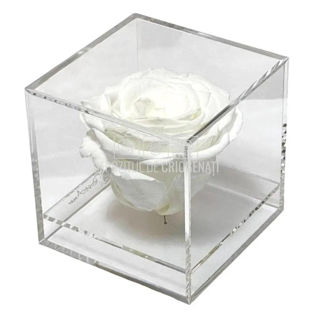 Trandafir Criogenat Alb (Ø6cm) in Cutie Cadou (9x9x9cm) - DepozituldeCriogenati.ro