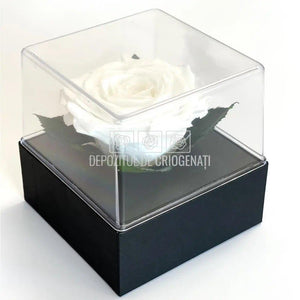 Trandafir Criogenat Alb (Ø7-8cm) in Cutie Transparenta 10x10x11cm - DepozituldeCriogenati.ro