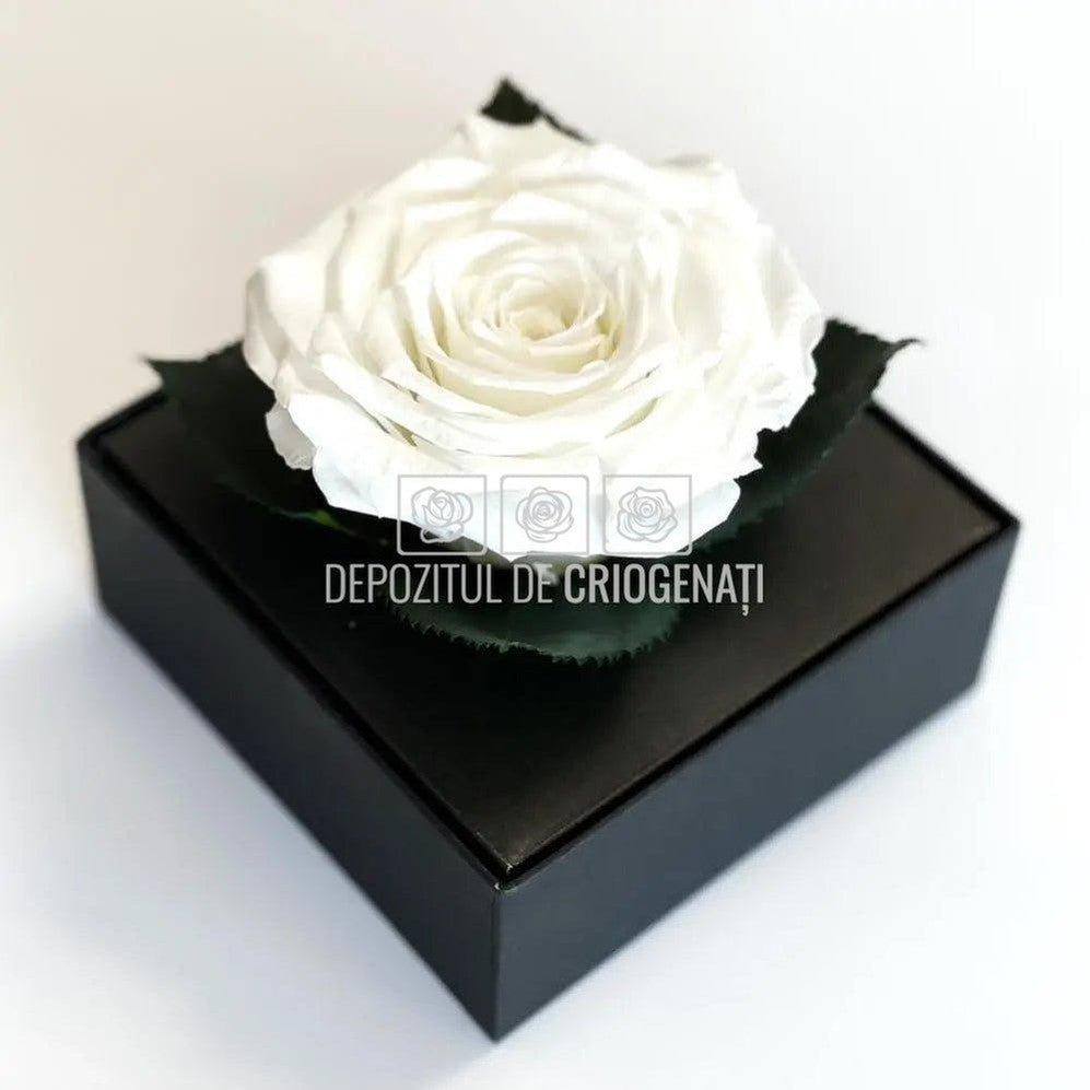 Trandafir Criogenat Alb (Ø7-8cm) in Cutie Transparenta 10x10x11cm - DepozituldeCriogenati.ro