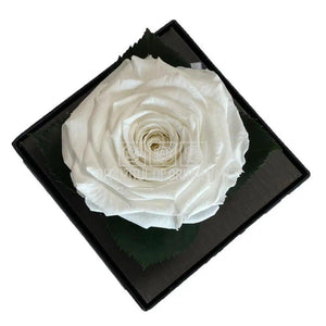 Trandafir Criogenat Alb (Ø7-8cm) in Cutie Transparenta 10x10x11cm - DepozituldeCriogenati.ro