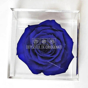 Trandafir Criogenat Albastru (Ø6cm) in Cutie Cadou (9x9x9cm) - DepozituldeCriogenati.ro