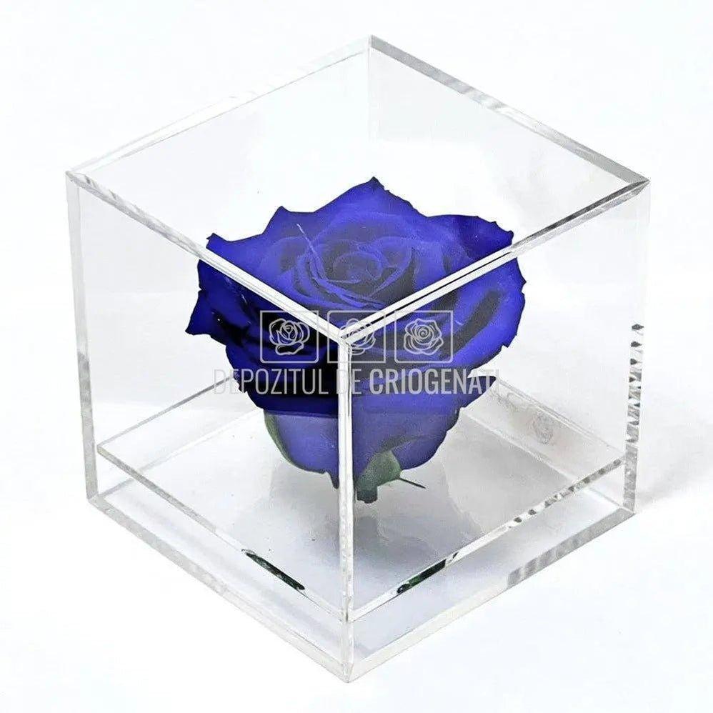 Trandafir Criogenat Albastru (Ø6cm) in Cutie Cadou (9x9x9cm) - DepozituldeCriogenati.ro