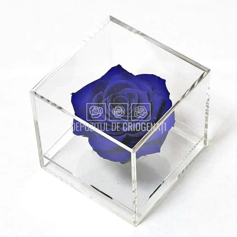Trandafir Criogenat Albastru (Ø6cm) in Cutie Cadou (9x9x9cm) - DepozituldeCriogenati.ro