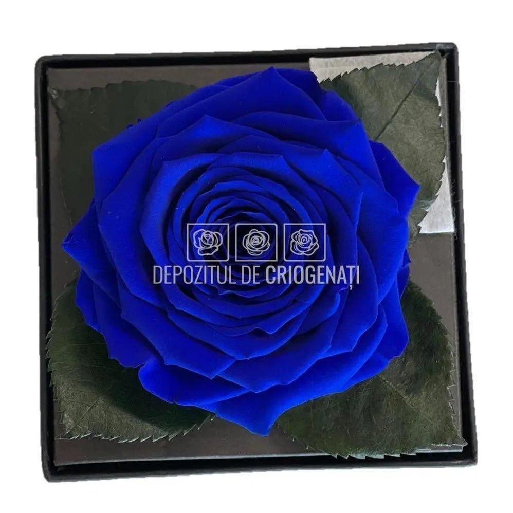 Trandafir Criogenat Albastru (Ø7-8cm) in Cutie (10x10x11cm) - DepozituldeCriogenati.ro