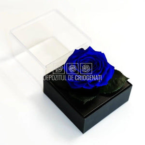 Trandafir Criogenat Albastru (Ø7-8cm) in Cutie (10x10x11cm) - DepozituldeCriogenati.ro