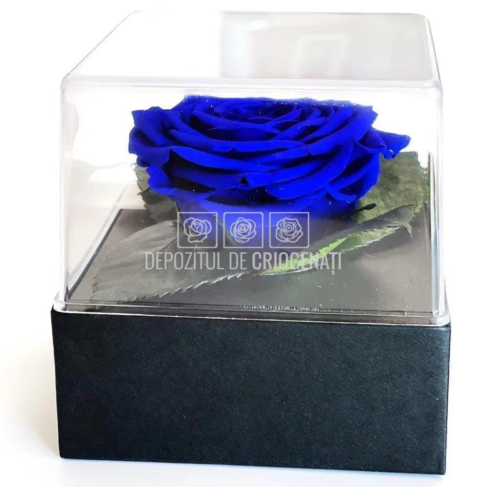 Trandafir Criogenat Albastru (Ø7-8cm) in Cutie (10x10x11cm) - DepozituldeCriogenati.ro