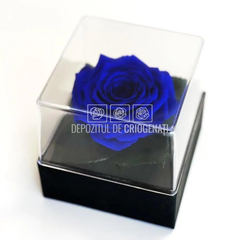 Trandafir Criogenat Albastru (Ø7-8cm) in Cutie (10x10x11cm) - DepozituldeCriogenati.ro