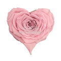 Trandafir Criogenat BELLA CORAZON PIN-04 (Ø7-8cm, 4 buc /cutie) - DepozituldeCriogenati.ro