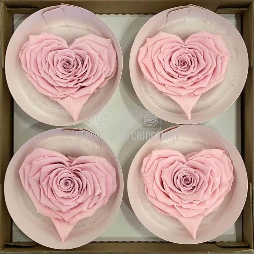 Trandafir Criogenat BELLA CORAZON PIN-04 (Ø7-8cm, 4 buc /cutie) - DepozituldeCriogenati.ro