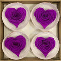 Trandafir Criogenat BELLA CORAZON PUR-02 (Ø7-8cm, 4 buc /cutie) - DepozituldeCriogenati.ro
