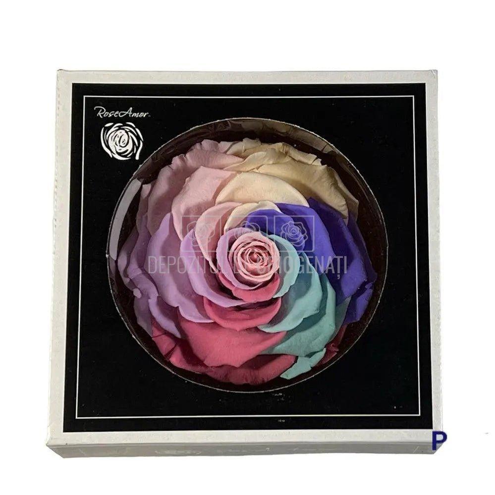 Trandafir Criogenat BONITA CANDY RAINBOW PIN-04 (Ø9,5cm) - DepozituldeCriogenati.ro