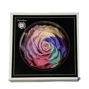 Trandafir Criogenat BONITA CANDY RAINBOW PIN-04 (Ø9,5cm) - DepozituldeCriogenati.ro