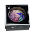 Trandafir Criogenat BONITA CANDY RAINBOW PIN-04 (Ø9,5cm) - DepozituldeCriogenati.ro