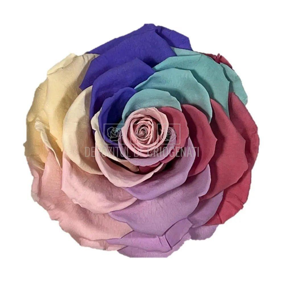Trandafir Criogenat BONITA CANDY RAINBOW PIN-04 (Ø9,5cm) - DepozituldeCriogenati.ro