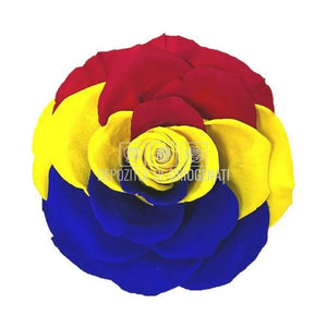 Trandafir Criogenat BONITA FLAG ROMANIA (Ø9,5cm, 1 buc) - DepozituldeCriogenati.ro