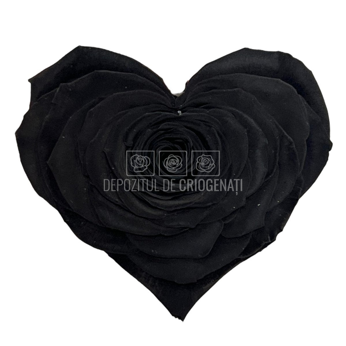 Trandafir Criogenat CORAZON BLA-01 (Ø9cm, 1 buc /cutie) - DepozituldeCriogenati.ro