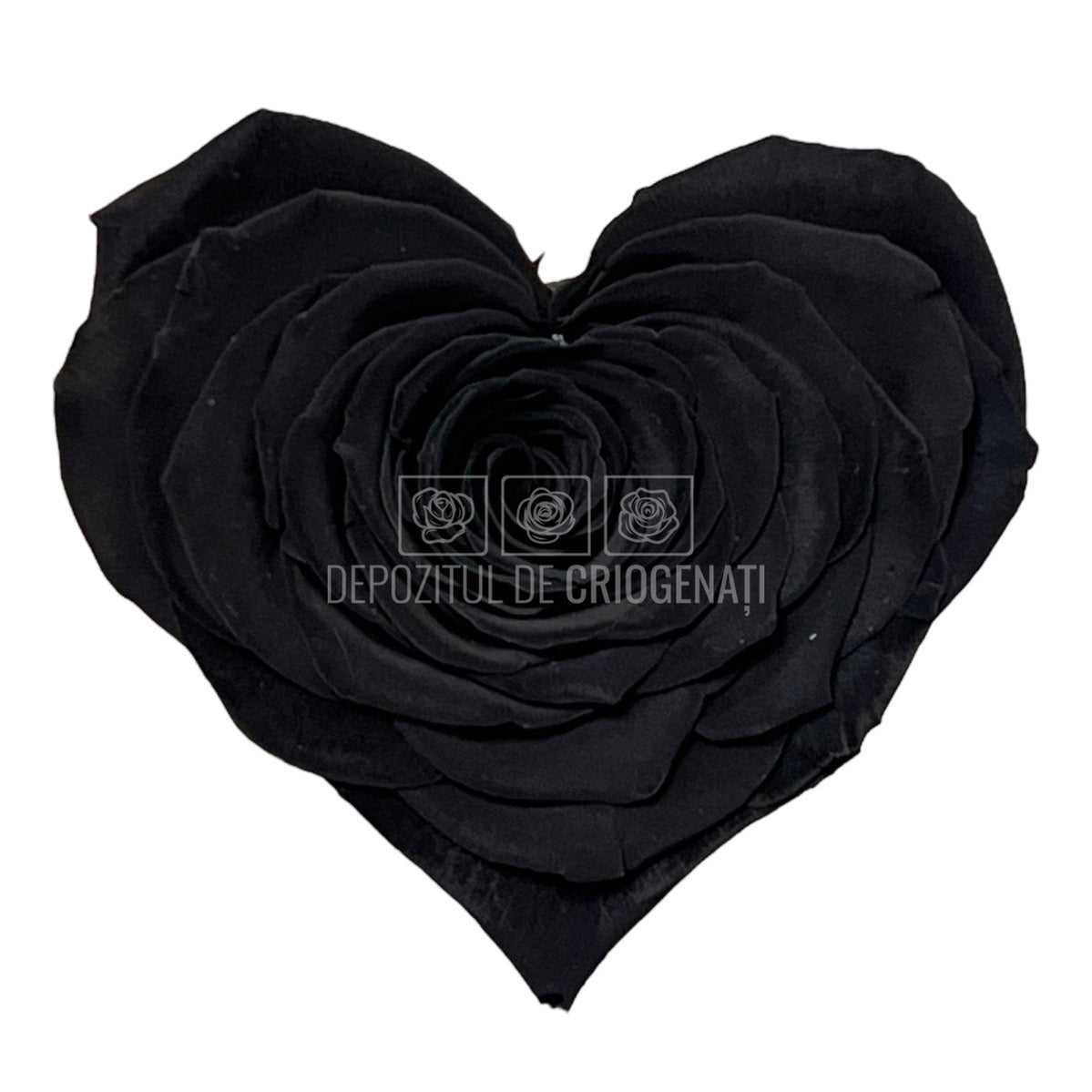 Trandafir Criogenat CORAZON BLA-01 (Ø9cm, 1 buc /cutie) - DepozituldeCriogenati.ro