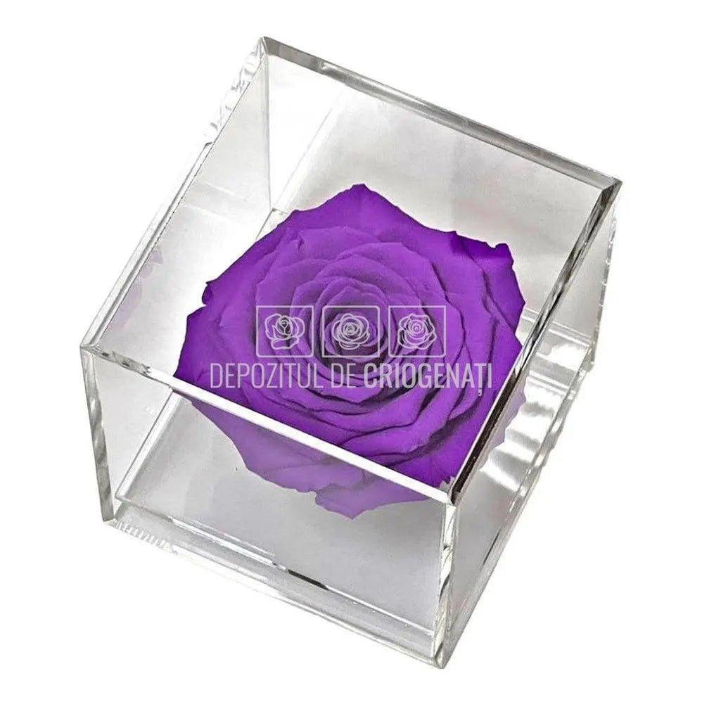 Trandafir Criogenat Mov (Ø6cm) in Cutie Cadou (9x9x9cm) - DepozituldeCriogenati.ro