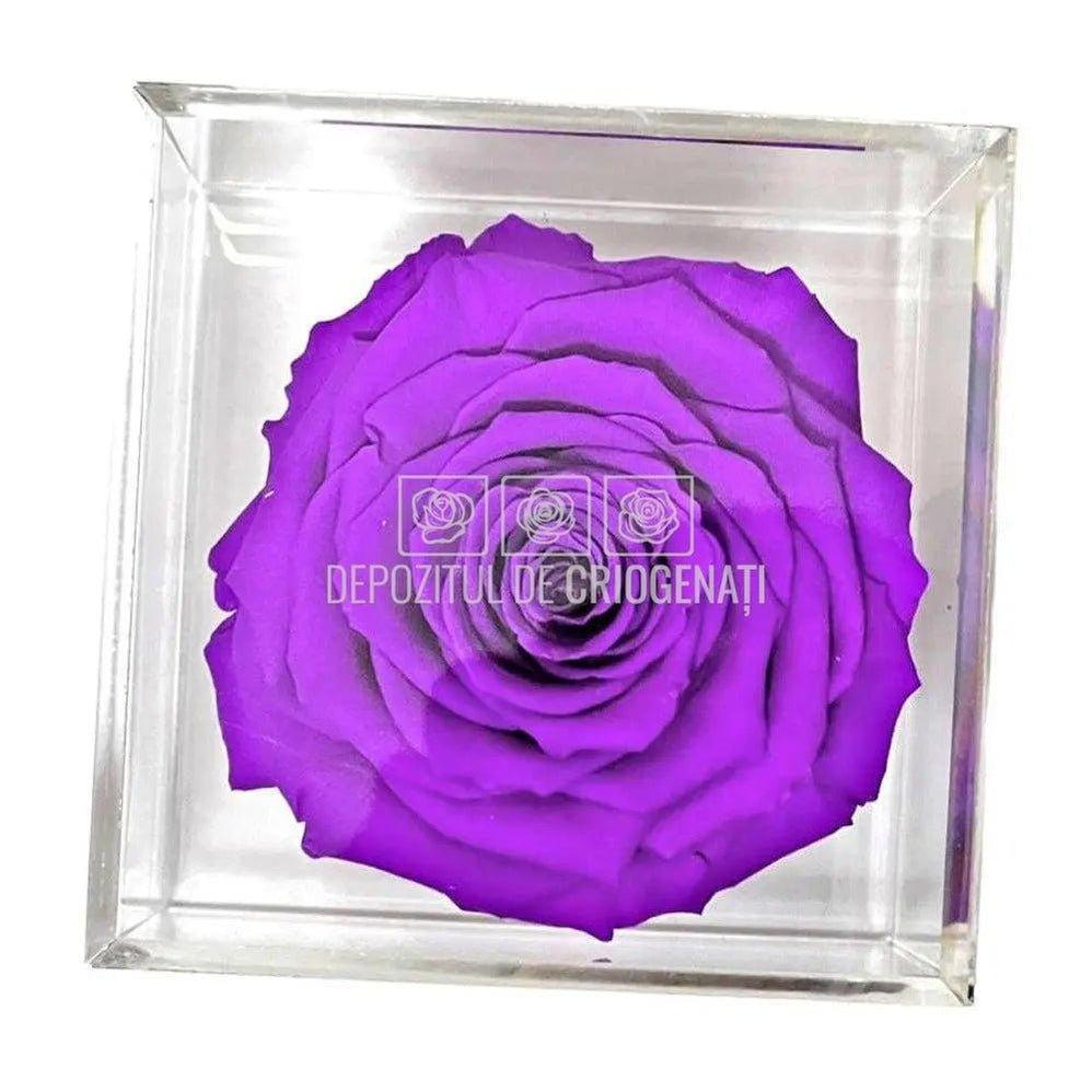 Trandafir Criogenat Mov (Ø6cm) in Cutie Cadou (9x9x9cm) - DepozituldeCriogenati.ro