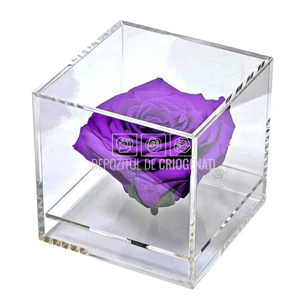 Trandafir Criogenat Mov (Ø6cm) in Cutie Cadou (9x9x9cm) - DepozituldeCriogenati.ro