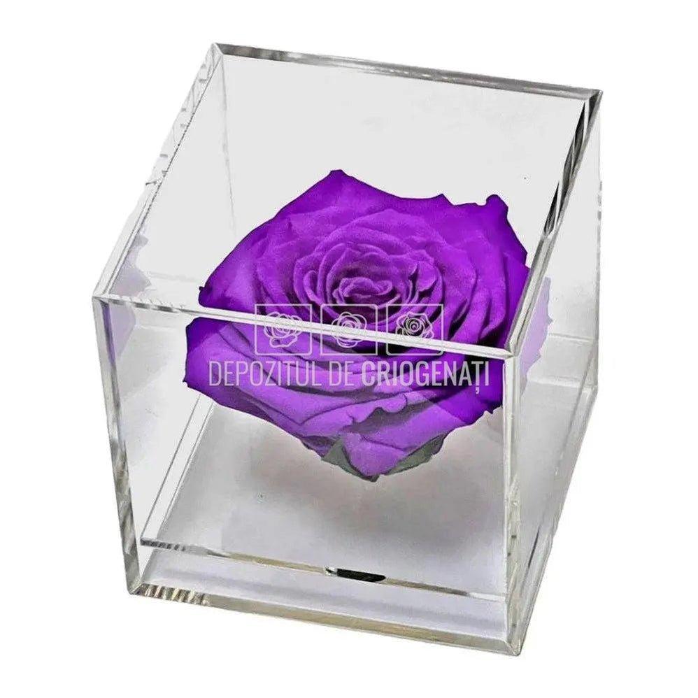 Trandafir Criogenat Mov (Ø6cm) in Cutie Cadou (9x9x9cm) - DepozituldeCriogenati.ro