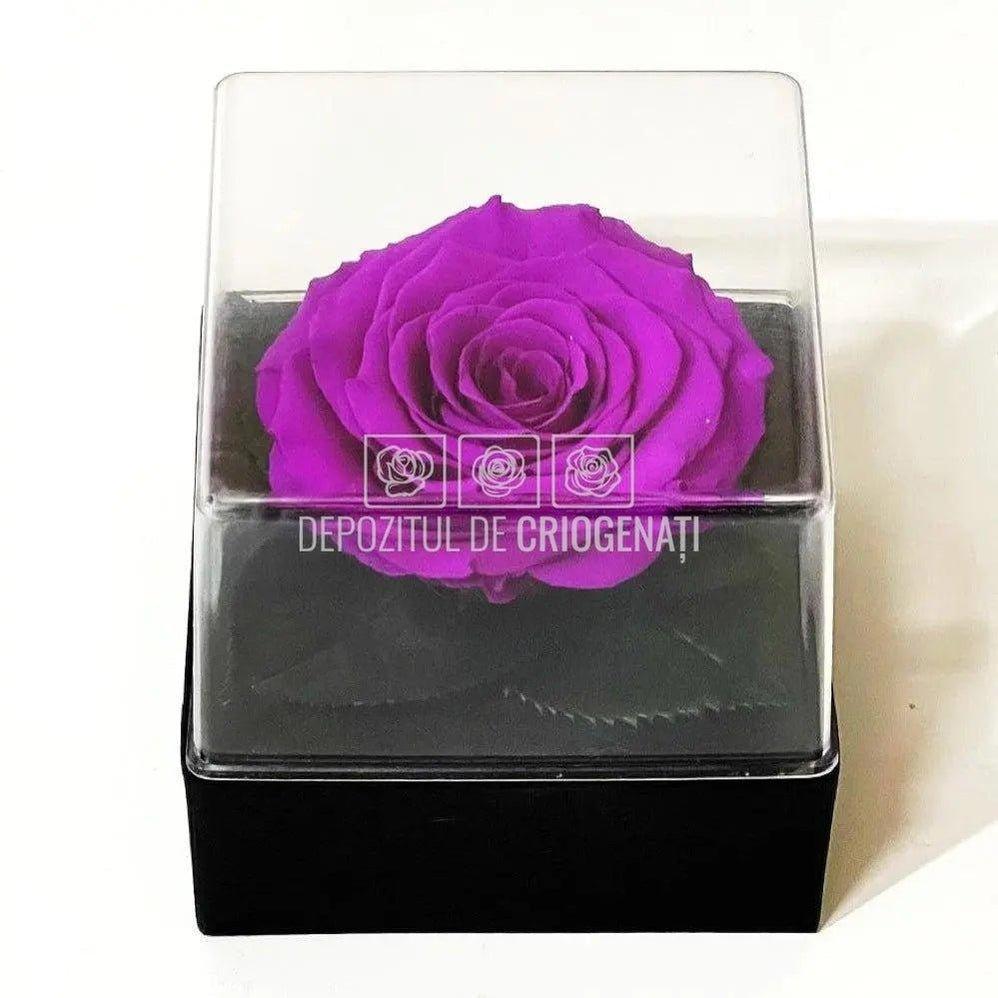 Trandafir Criogenat Mov Ø7-8cm in Cutie Transparenta 10x10x11cm - DepozituldeCriogenati.ro
