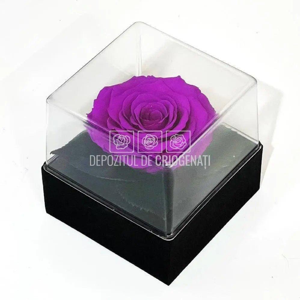 Trandafir Criogenat Mov Ø7-8cm in Cutie Transparenta 10x10x11cm - DepozituldeCriogenati.ro