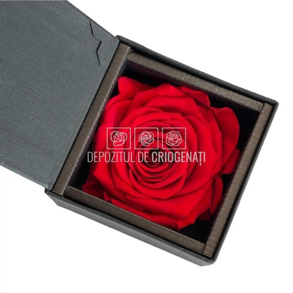Trandafir Criogenat Rosu (Ø6,5-7cm) in Cutie Cadou (8,5x8,5x6cm) - DepozituldeCriogenati.ro